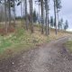 Mykas na vrcholu Křivý