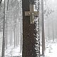 Markéta Čeníková na vrcholu Muřinkový vrch (27.2.2021 12:30)