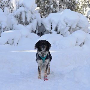 Čaky na vrcholu Okrúhlý (18.1.2021 12:13)