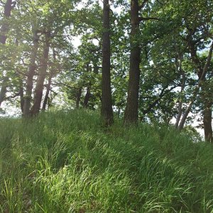 Nojby na vrcholu Kateřina (15.6.2023 9:03)