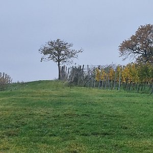 Dyjsko-svratecký úval