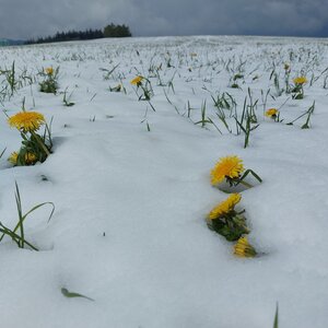 Mykas on the summit of Dobřemilický vrch (18.4.2024 12:19)