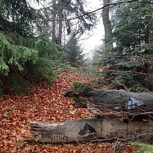 ZdenkaV na vrcholu Ustrígeľ SZ (5.11.2022 9:59)