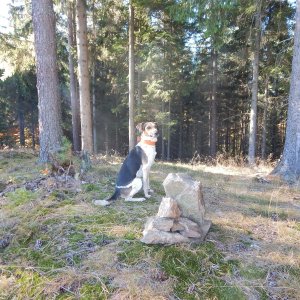 Figgo on the summit of Jakubice (24.10.2021 11:10)