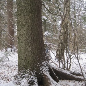 ZdenkaV on the summit of Obecnice (3.2.2026 12:57)
