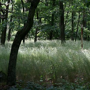 Bouřka na vrcholu Tlustá hora (28.6.2022 15:08)