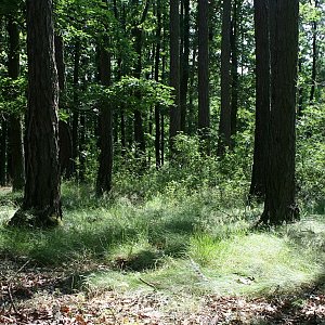 Bouřka na vrcholu Tlustá hora - SV vrchol (28.6.2022 15:44)