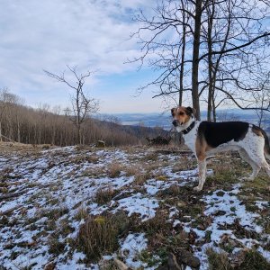 Figgo on the summit of Riczej JZ (1.1.2025 11:20)