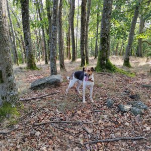 Figgo on the summit of Valba (24.9.2023 11:05)