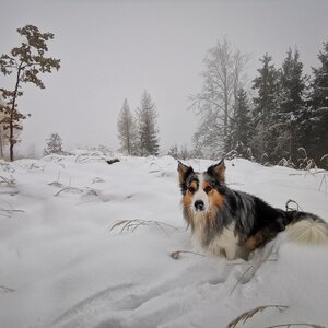 Jiří Králík on the summit of Chocholík (9.12.2023 14:31)