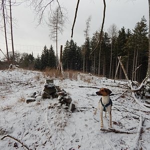 Figgo on the summit of Havranice (8.1.2022 10:50)