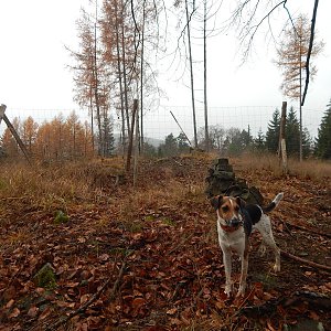 Figgo on the summit of Havranice (20.11.2021 12:10)