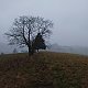 Nojby na vrcholu Černý kopec (27.11.2021 15:55)
