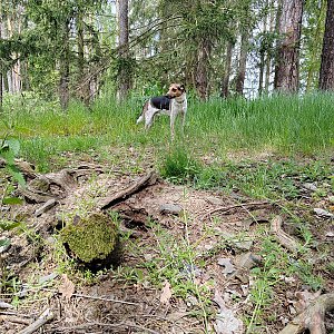 Figgo on the summit of Úlehle (21.5.2023 10:20)