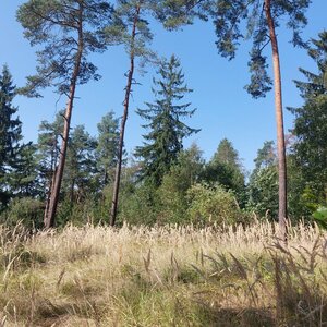 Mykas on the summit of Hůrka (6.9.2024 13:05)