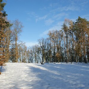 Holi na vrcholu Štěnovický vrch (9.12.2023 13:01)