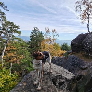 Figgo on the summit of Velká skála (1.11.2025 9:40)