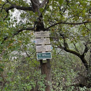 Betička na vrcholu Kozí hřbety JZ (4.10.2025 16:29)