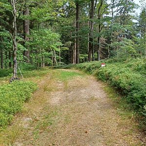 Borůvky kolem Morávky