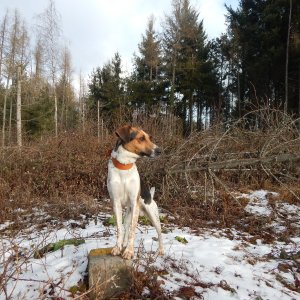 Figgo na vrcholu Na Kamejkách (23.1.2022 10:50)