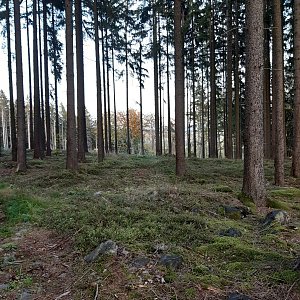 Begonie na vrcholu Převážení - SV vrchol (12.10.2022 17:34)