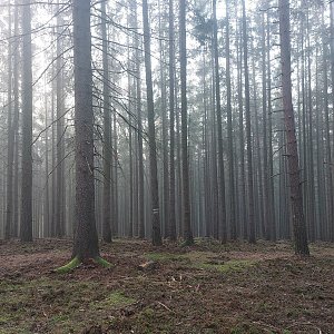Cyklista 73 na vrcholu Plzeňský vrch (1.11.2022 7:34)