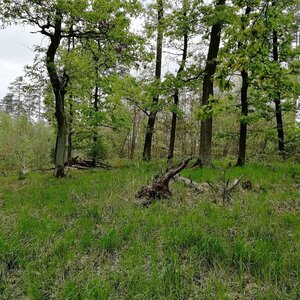 Vladimír Grančay na vrcholu Dlouhá - J vrchol (23.4.2024 15:27)