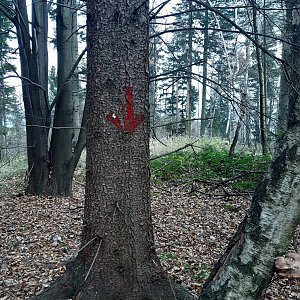 ZdenkaV na vrcholu Krbácko (15.11.2022 13:18)