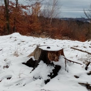 Jiřina na vrcholu Bukovina (24.11.2024 11:36)