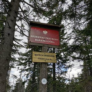 Šárka na vrcholu Wierch Wisełka (3.9.2022 12:29)