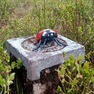 Jiřina na vrcholu Wierch Wisełka (9.5.2026 13:27)