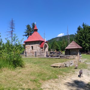 Šárka na vrcholu Muřinková kaple (25.6.2026 15:07)
