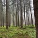 Mertelici na tripu on peak Kořenný kopec (22.7.2025)