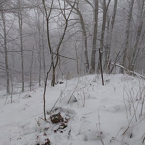 Nojby na vrcholu Bukový vrch (13.1.2022 11:47)