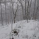 Nojby na vrcholu Bukový vrch (13.1.2022)