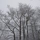 Nojby na vrcholu Bukový vrch (13.1.2022)
