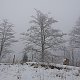 Nojby na vrcholu Travný vrch (13.1.2022 12:36)