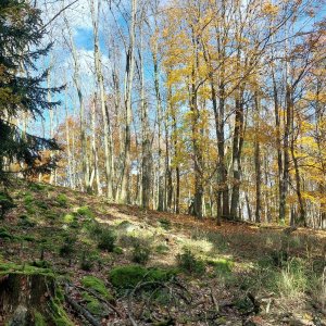 Mykas na vrcholu Kněžská hora SV (28.10.2024 10:48)