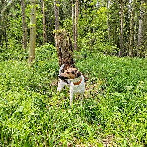 Figgo na vrcholu Ošupaná J (21.5.2023 11:30)