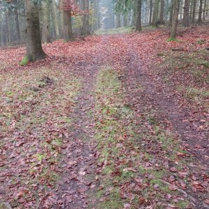 Mykas na vrcholu Ošupaná J (11.11.2024 12:56)