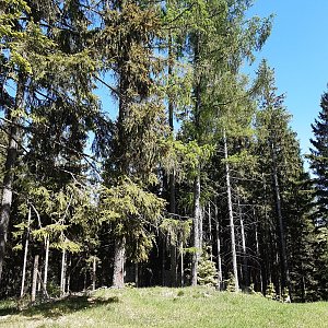 ZdenkaV na vrcholu Kostelíky SZ I (19.5.2022 14:35)