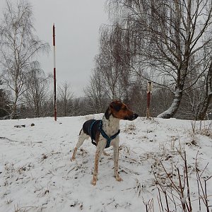 Figgo on the summit of Dobrá hora (8.1.2022 11:40)