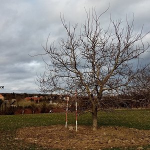 Jiřina na vrcholu Na Mlýncích (20.2.2022)
