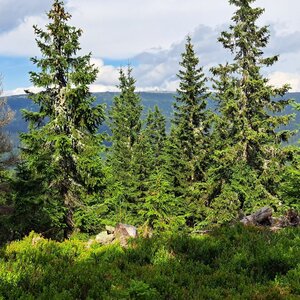 Horalka Anička on the summit of Plešivec (11.7.2024 16:26)