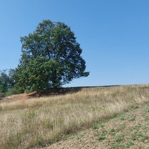Mykas na vrcholu Hájek (5.9.2024 13:26)