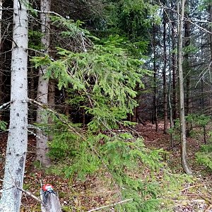 Jiřina na vrcholu Kyčera Z (17.11.2022 10:39)