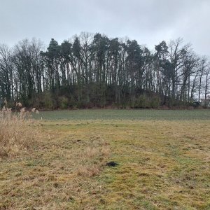 Mykas na vrcholu Bažantnice (1.3.2025 10:04)