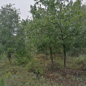 Švihovská vrchovina