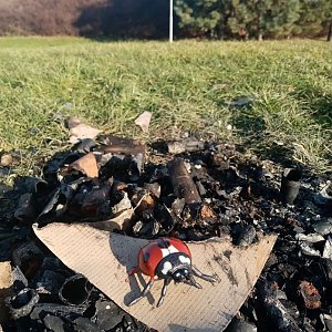 Jiřina na vrcholu Nad vodojemem (2.1.2023 11:04)