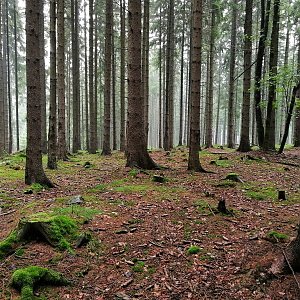Vladimír Grančay na vrcholu Hraniční les (28.8.2022 17:54)